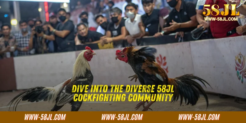 Dive into the diverse 58JL Cockfighting community