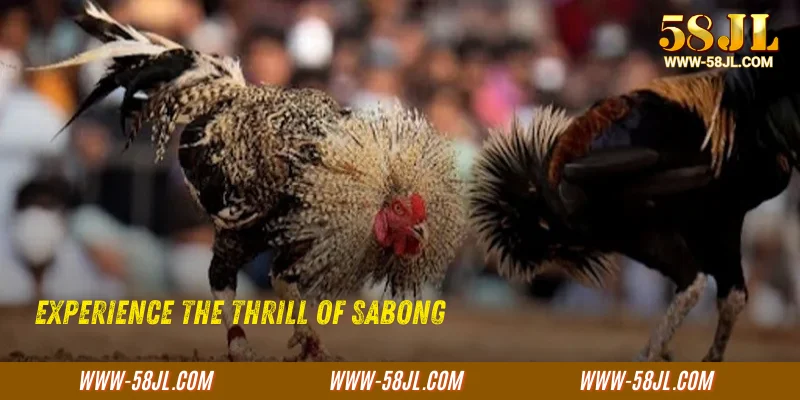 Experience the thrill of Sabong